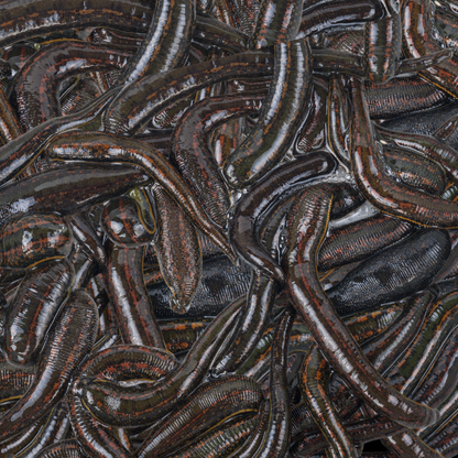 Leech Scented Fish Attractant